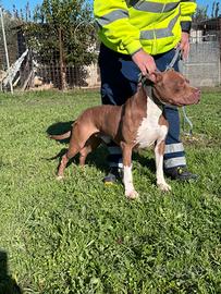 Pitbull