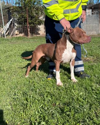 Pitbull