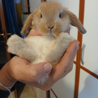 Coniglietto nano Ariete di un mese