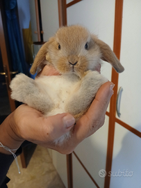 Coniglietto nano Ariete di un mese