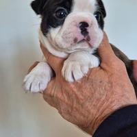 Boston terrier cuccioli