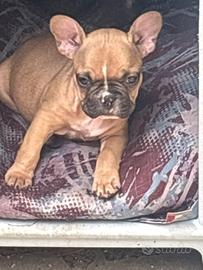Bulldog francese