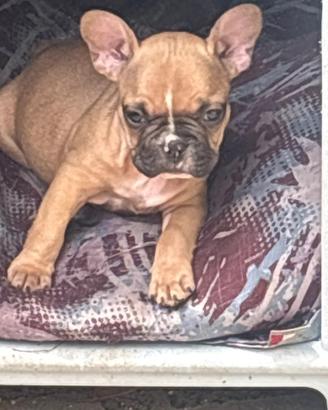 Bulldog francese