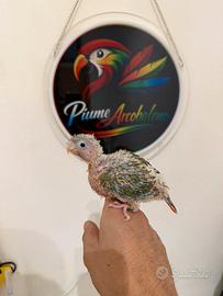 Pappagallo Pyrrhura Molinae allevato a mano