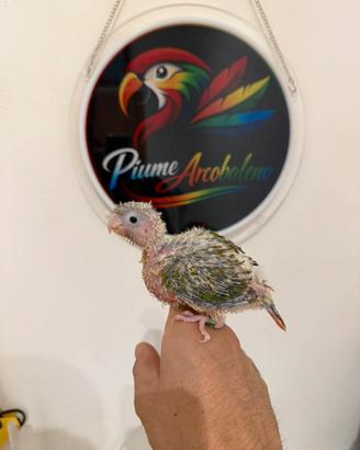 Pappagallo Pyrrhura Molinae allevato a mano
