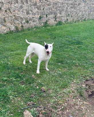 Bul Terrier Maschio