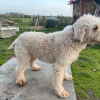 Lagotto romagnolo