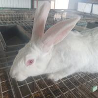 Conigli bianco di nuova Zelanda