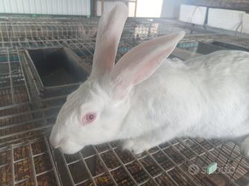 Conigli bianco di nuova Zelanda