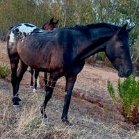 Cavallo appaloosa