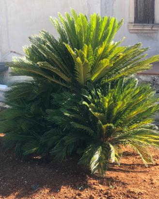 Cycas Revoluta Adulta