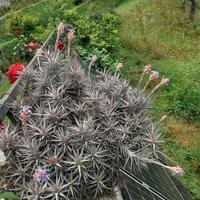 Cespugli molto grandi di Tillandsia