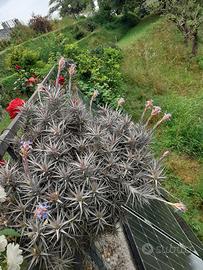 Cespugli molto grandi di Tillandsia