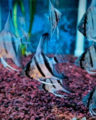 Pesce scalare
