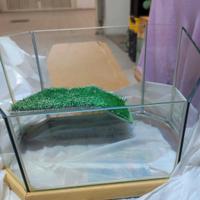 tartarughiera con salita in erba