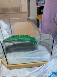 tartarughiera con salita in erba