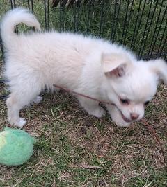 Cucciole simil chihuahua