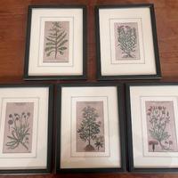 Set N° 5 Stampe Vintage "Piante Officinali"