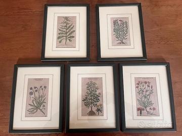 Set N° 5 Stampe Vintage "Piante Officinali"