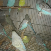 Pappagalli cocoriti singoli e blocchi