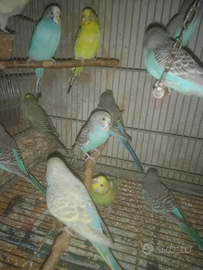 Pappagalli cocoriti singoli e blocchi