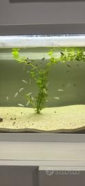 Vendita Molly, Platy