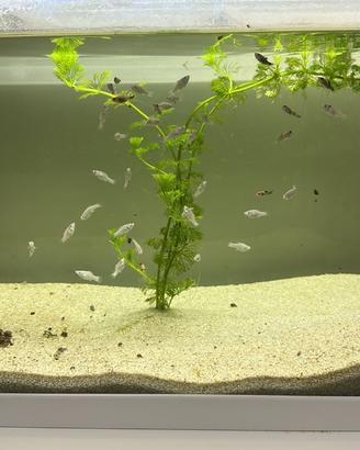 Vendita Molly, Platy