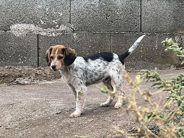 Cucciolo Beagle/Breton