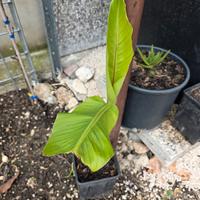 Musa sikkimensis 'Ever Red