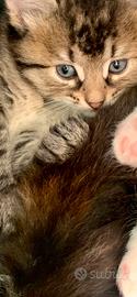Gattini siberiani puri