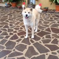 Accoppiamento Akita inu