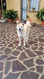 Accoppiamento Akita inu