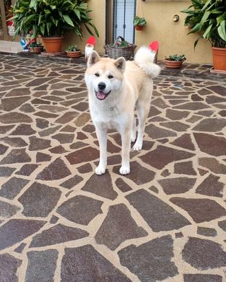 Accoppiamento Akita inu