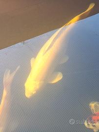 Carpa koi