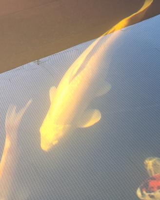 Carpa koi