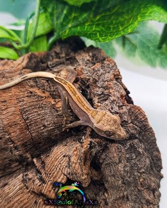 Geco Ciliatus - Superstripe