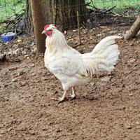 Vendo gallo aruacana