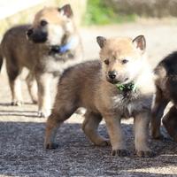 Cuccioli di cane lupo cecoslovacco