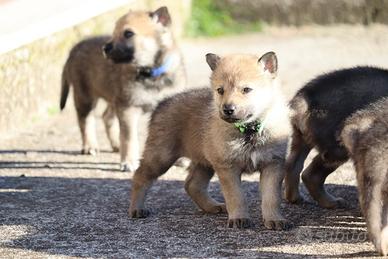 Cuccioli di cane lupo cecoslovacco