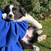 Disponibili Cuccioli di border collie 100%