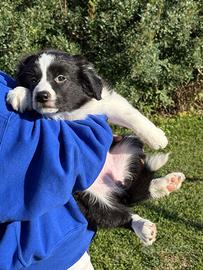 Disponibili Cuccioli di border collie 100%