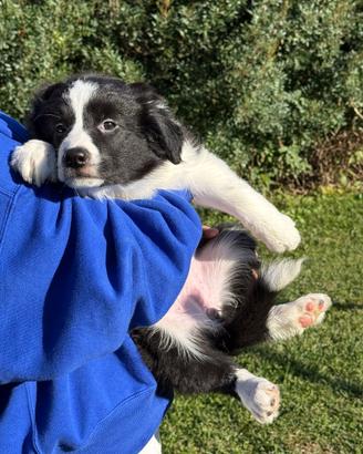 Disponibili Cuccioli di border collie 100%