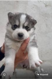Cuccioli Siberian Husky