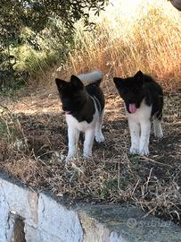 Akita Americano Cuccioli
