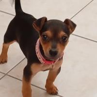 Cucciola Pinscher nano femmina 3 mesi