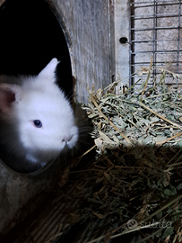 Conigli nani testa di leone