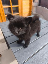 Spitz di Pomerania femmina