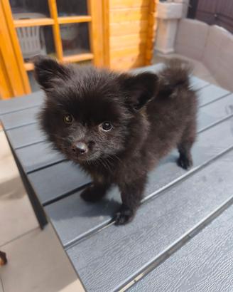 Spitz di Pomerania femmina