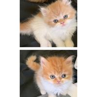 Cuccioli Gatto Persiano