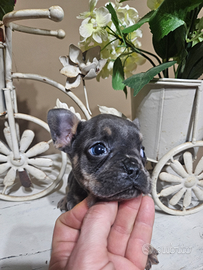 Bulldog francese esotici okki blu